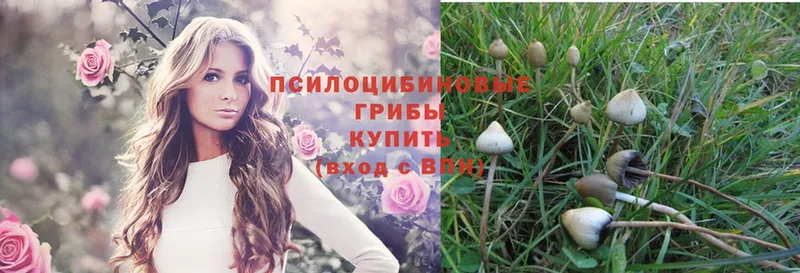 Псилоцибиновые грибы Magic Shrooms  Венёв 